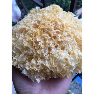 NẤM TUYẾT_500gram [Loại 1]