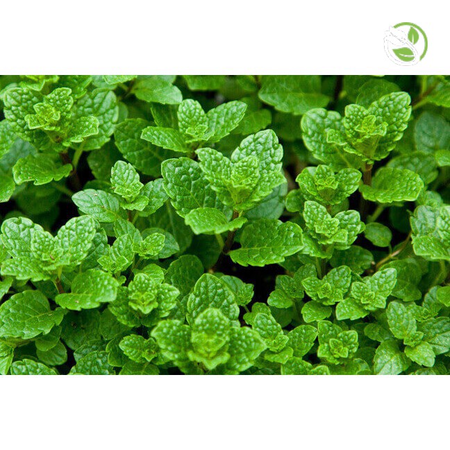 Hạt Giống Bạc Hà Âu  PN-800 Phú Nông - Gói 0.2g - Menth Piperita