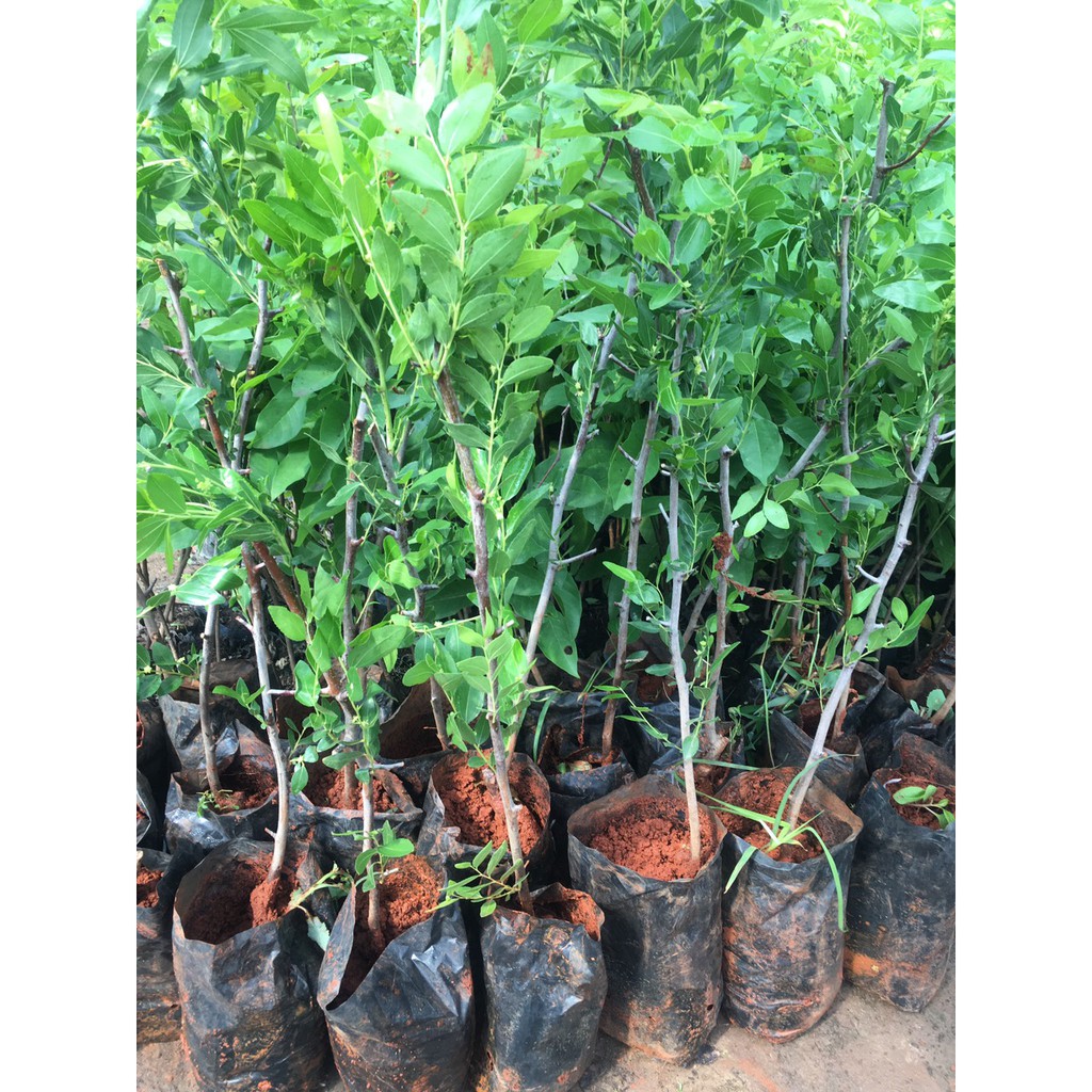 Cây giống Hồng Táo  siêu ngọt