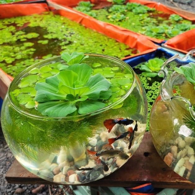 Bể Cá Thủy Tinh Tròn  Bể Cá Để Bàn, Kích Thước Rộng Bụng 19cm x Cao 16cm