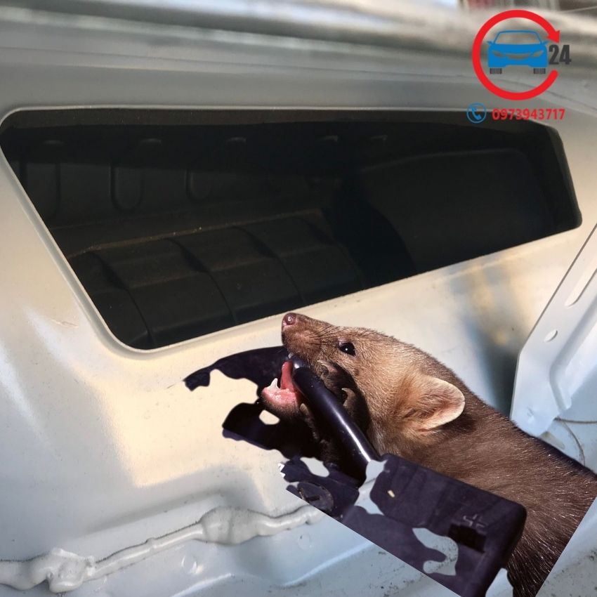 Lưới chống chuột ô tô Hyundai Accent, tấm chắn chuột khoang lái Accent bền đẹp, an toàn cần thiết.