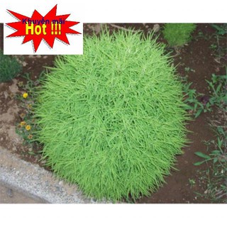 HẠT GIỐNG🌟CỎ ĐỔI MÀU🌟SIÊU ĐẸP TẶNG KÍCH MẦM