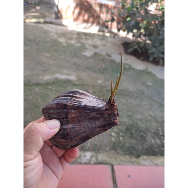 Cây dừa nước, 1 trái mọc mầm, trồng thủy sinh, dễ trồng,