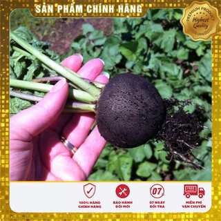 Hạt giống Củ cải Đen ( Đức 10 Hạt )