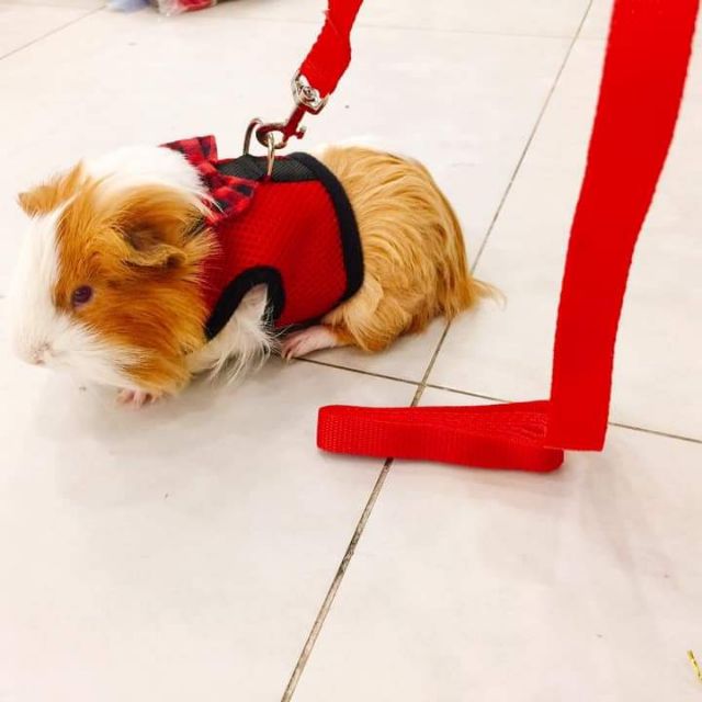 Bộ yếm và dây dắt cho Thỏ, Bọ, Sóc Bắc Mỹ, Nhím, Dumbo Rat...