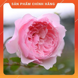 [ KHUYẾN MÃI] Cây Hoa Hồng Ngoại Misaki HOA ĐẸP , CÂY KHỎE, GIÁ RẺ ,CHẤT LƯỢNG TỐT