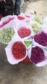 Hoa sao khô