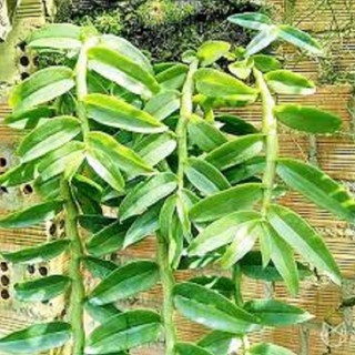 [FREESHIP - Xả Khô Máu] Hoa phong lan-long tu lào( bảng 3 cây,cao 30cm)