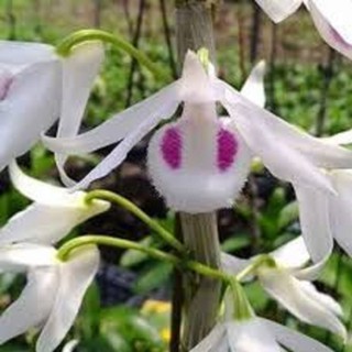 phi điệp 5ct Người đẹp không tên, cây giống cấy mô kỹ thuật cao, hoa đẹp giá rẻ