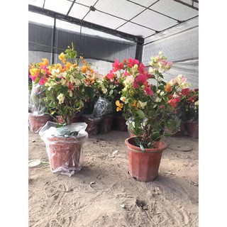 Cây hoa giấy ngũ sắc( hàng thái)