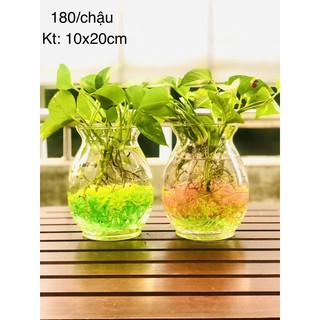 Chậu trầu bà thuỷ sinh kèm san hô lớn