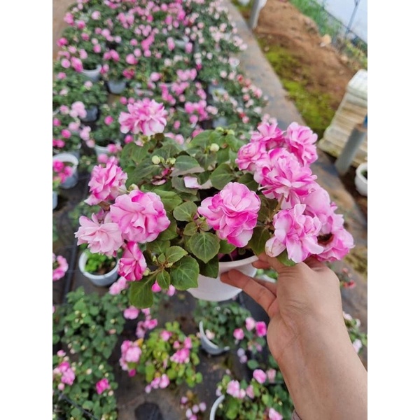 Cây giống ngọc thảo kép / thạch thảo rủ