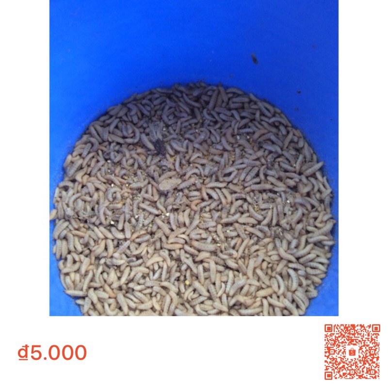 Trứng gà tre gà chọi sạchko bảo hành% nở hên xui