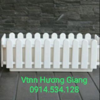 Chậu hàng rào