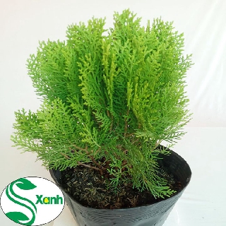 Cây trắc bách diệp - cây thuộc bài