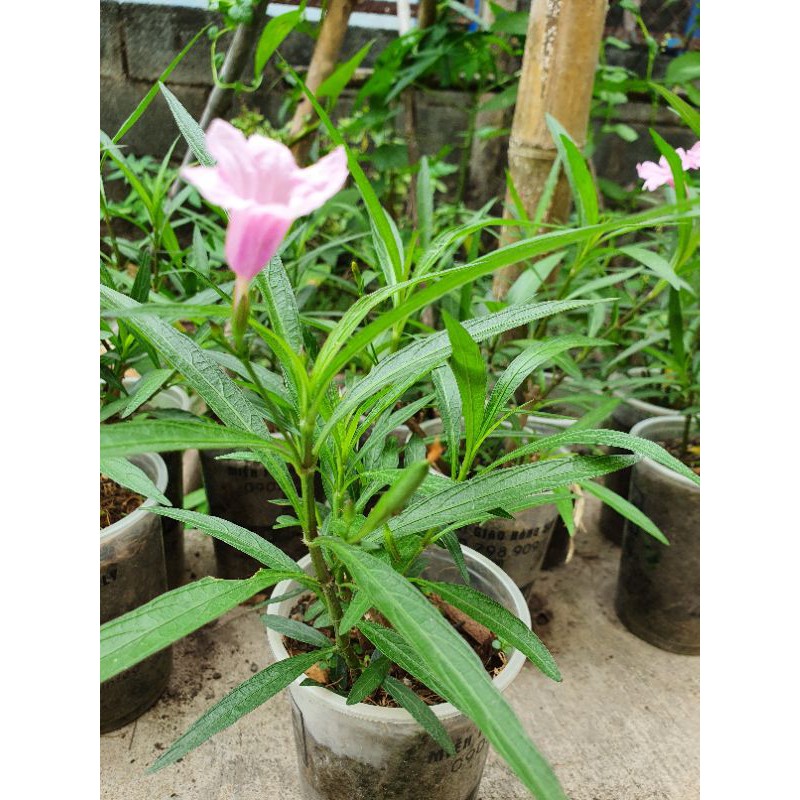 Cây hoa chiều tím màu hồng
