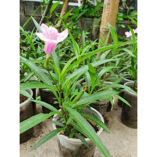 Cây hoa chiều tím màu hồng