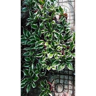Cây vạn phúc - Cây hosta