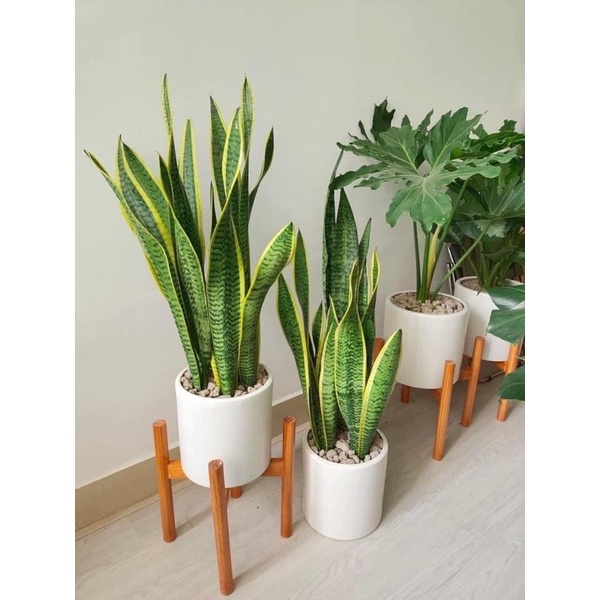 Cây lưỡi hổ viền vàng cao 6-80cm ( chậu nhựa 5 cây) thanh lọc không khí, mang lại tài lộc cho gia chủ