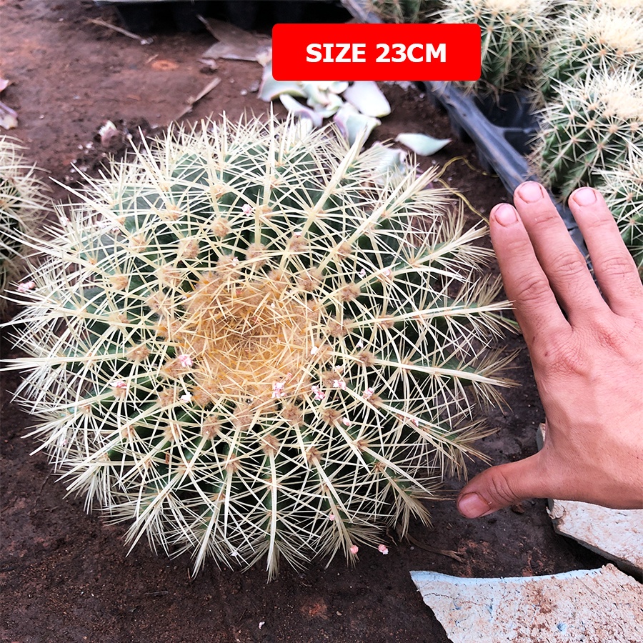 Sale 50% siêu rẻ Xương rồng KIM HỔ Size 10-20cm