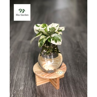 Đôn gỗ lót chậu cây, 4 chân tròn thấp