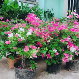Hoa giấy chỉ 79k/1 chậu