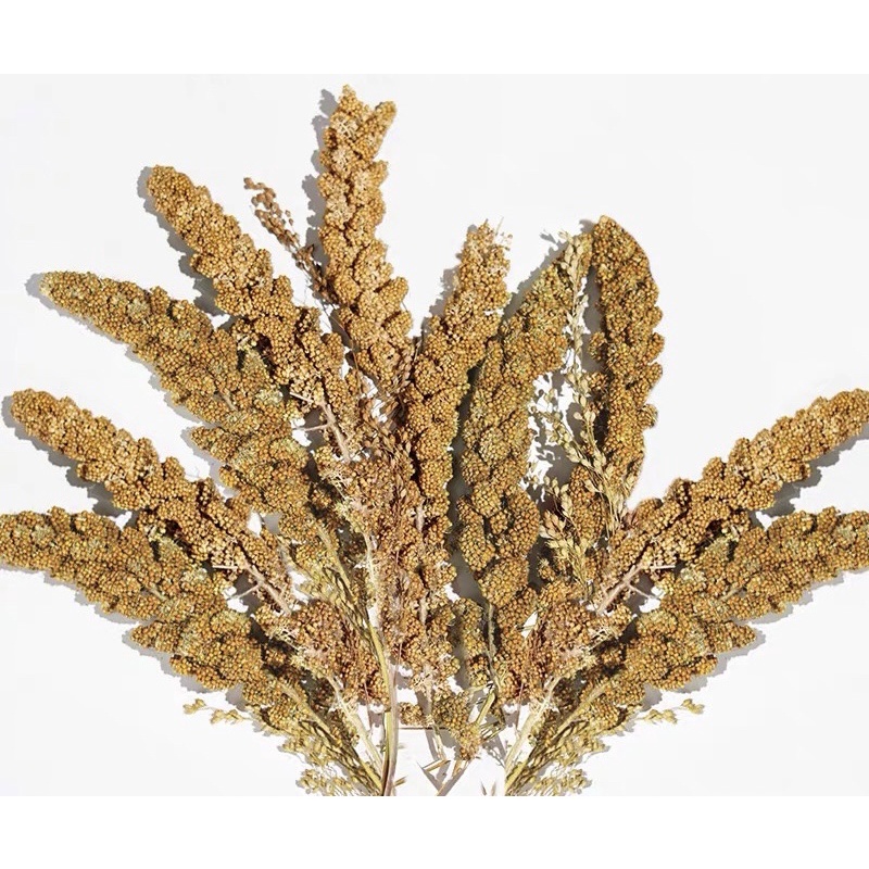 Kê sợi - giúp mượt lông dày lông ( dành cho hamster đuôi mập sóc chim)