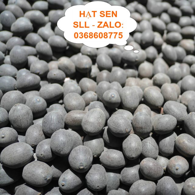 1kg hạt giống hoa sen