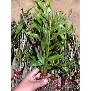 Hoa Lan thập hoa(5 cánh-1 bó 10 thân)