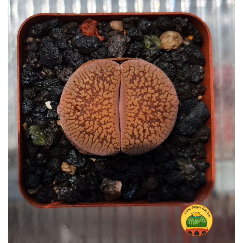 1 sen mông | Lithops | thạch lan dòng Hookeri dễ chăm nhất, giá rẻ