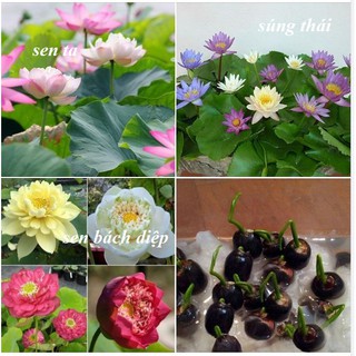 Bộ 3 gói ( 1 gói súngthái mini mix +1 gói sen bách diệp mix + 1 gói sen ta mix)