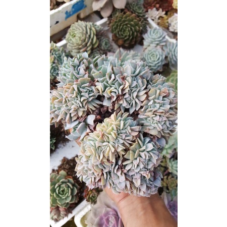 sen đá cúc trắng crest Đà Lạt