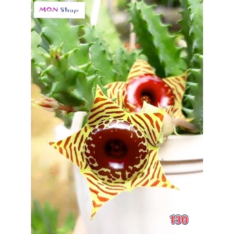 Xương rồng sao biển hoa đẹp