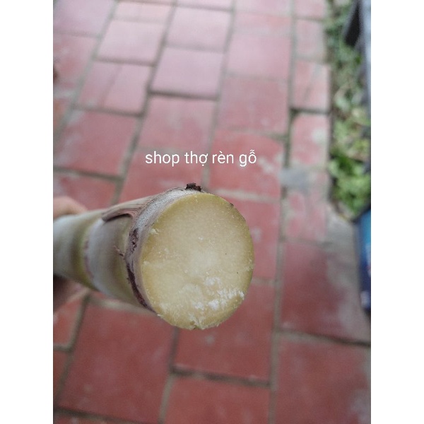 Cây giống mía tây xanh, cò cát beon, 3 đoạn 40cm để giâm trồng, giống hiếm