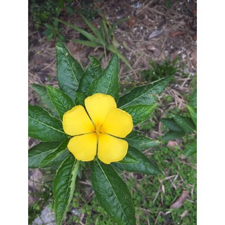 cây đông hầu hay cây dừa vàng bầu đất không chậu