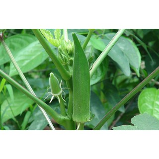HẠT GIỐNG ĐẬU BẮP XANH ẤN ĐỘ
