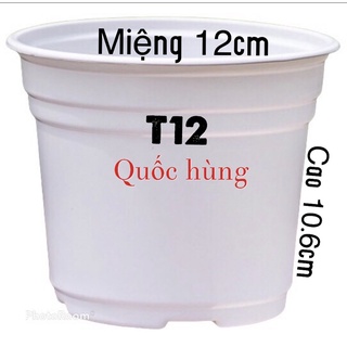 Chậu nhựa trắng trồng sen đá,xương rồng