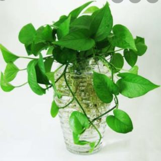 Combo 8 cây trầu bà giống
