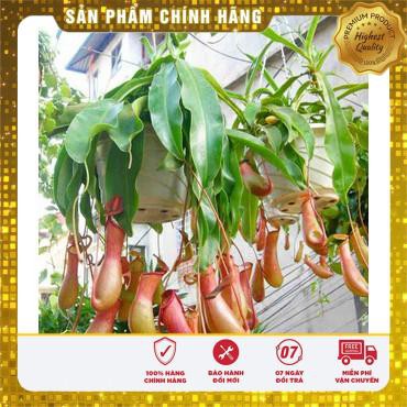 5 Hạt giống Cây nắp ấm (tặng gói Kích nẩy mầm và Hướng dẫn) VIETSEED