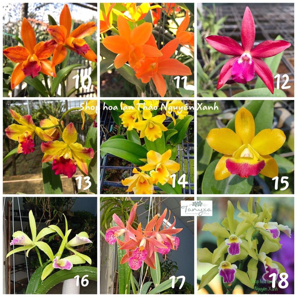 [Rẻ Vô Địch] Lan Cattleya Hoa To Nhiều Màu Sắc Hoa Thơm Ngát Cả Khu Vườn