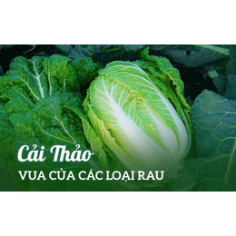 [FREESHIP 99K TOÀN QUỐC][sỉ lẻ] Hạt giống cải thảo