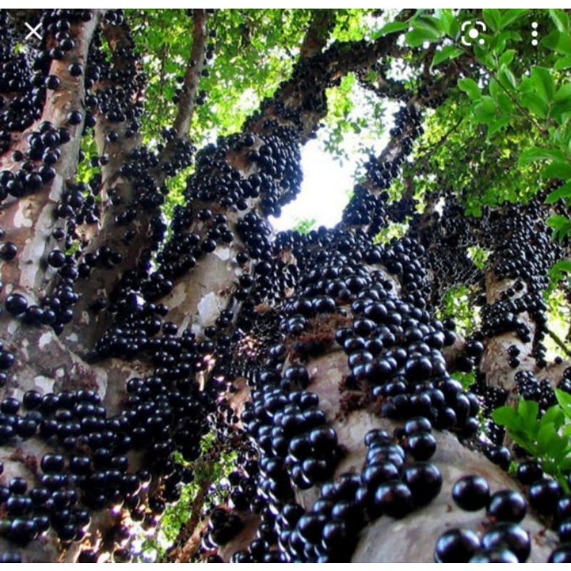 Nho Thân Gỗ Tứ Quý Cho Trái Quanh Năm