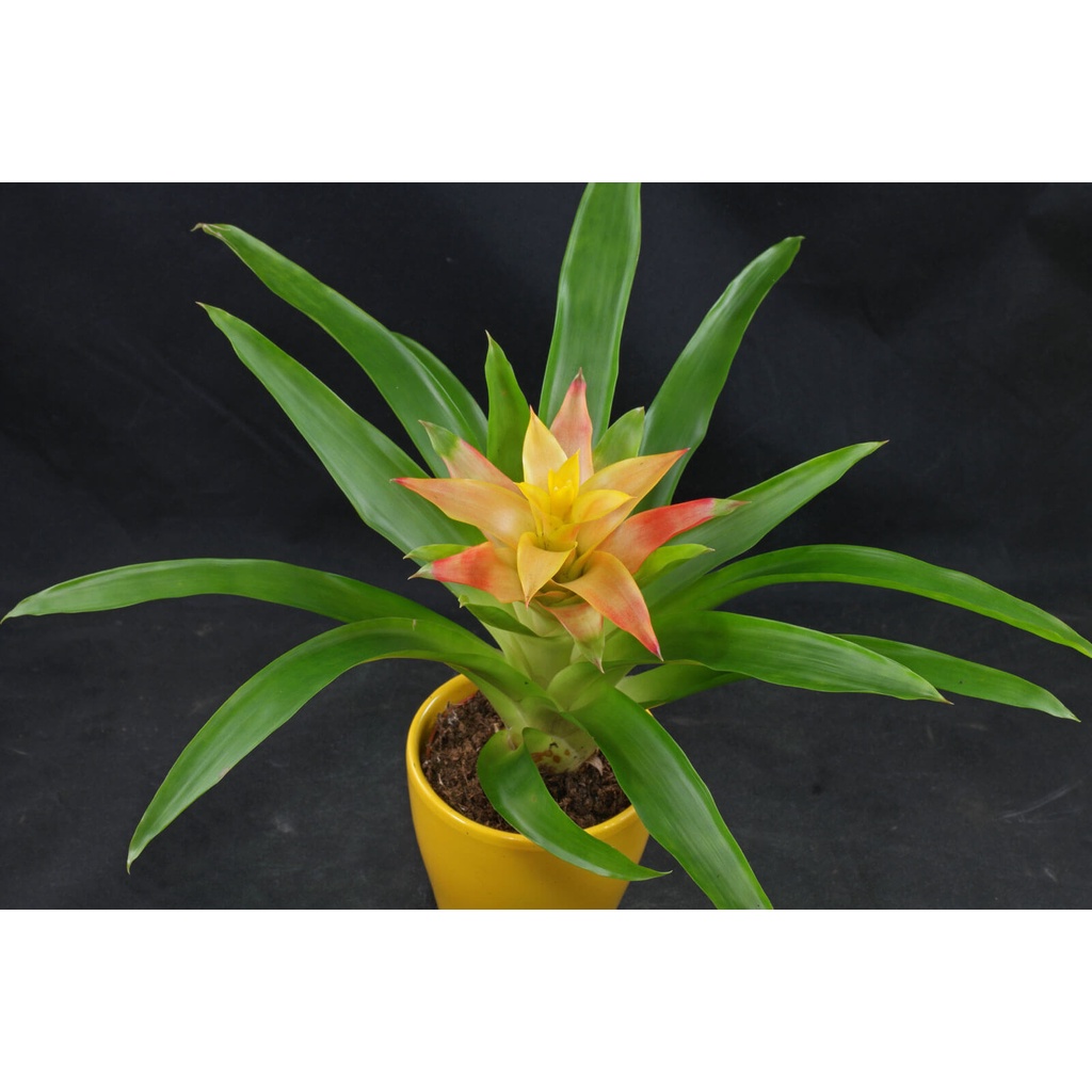 Cây Guzmania lingulata Scarlet Star (Lạp Chúc Hoa) chậu nhựa 10cm (hoa màu ngẫu nhiên)