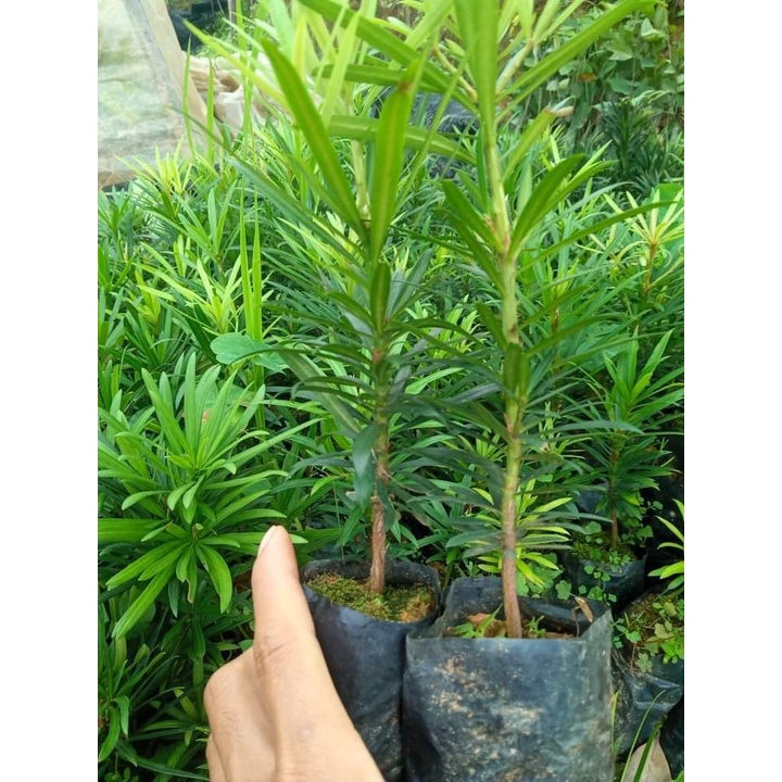 COM BO 10 CÂY TÙNG LA HÁN -VẠN NIÊN TÙNG