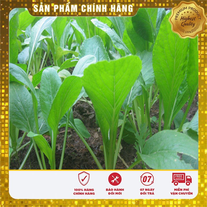 Hạt giống rau cải ngọt cọng xanh goi 20 gram hạt giống