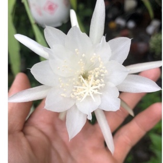 Quỳnh hoa trắng bông thơm