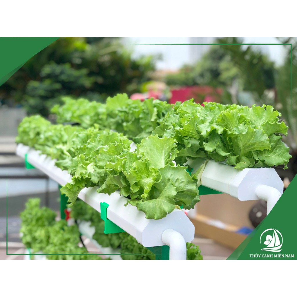 Giàn thuỷ canh thông minh cho người mới bắt đầu | 60 lỗ rau