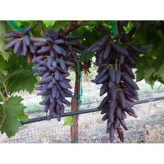 Cây Nho Phù Thủy Halloween (Witch Finger)