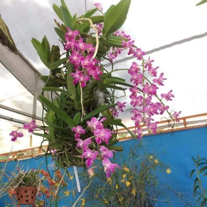 HOA LAN QUẾ TÍM 1 CÂY