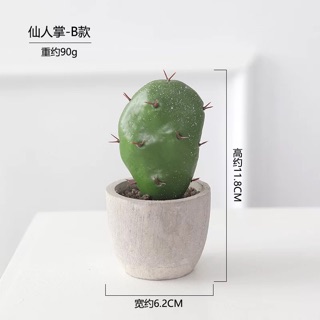 Chậu cây xương rồng mini